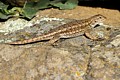 Western Fence Lizard