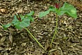 Giant Trillium