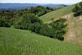 Ancient Oaks Trail