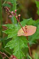 Miners Lettuce