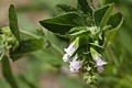 White Pitcher Sage