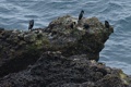 Brandts Cormorants