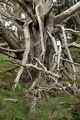 Monterey Cypress