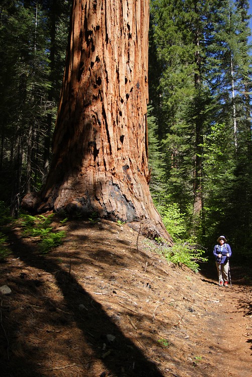 Giant Sequoia