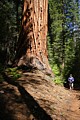 Giant Sequoia