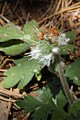 California Waterleaf