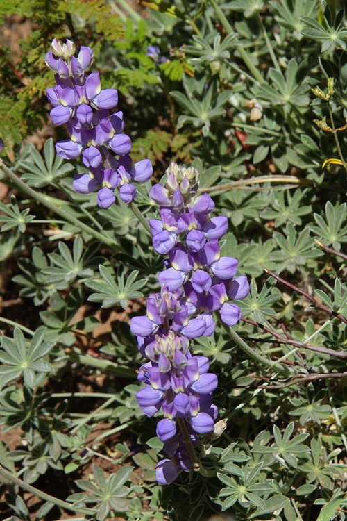 Lupine