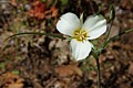 Mariposa Lily