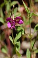 Forest Clarkia