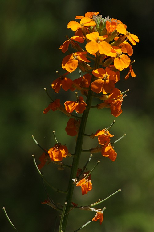 Western wallflower