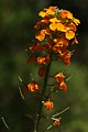 Western wallflower