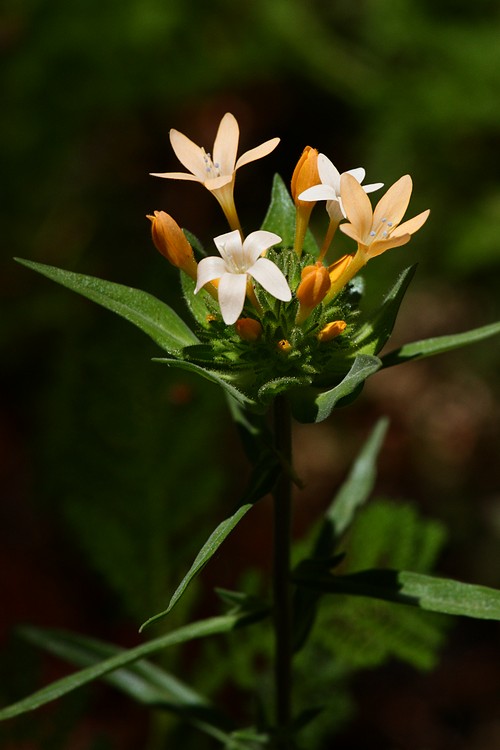 Mountain Collomia