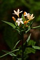 Mountain Collomia