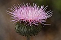 Thistle