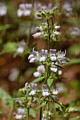 Child's Blue-eyed Mary