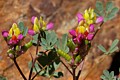 Harlequin lupine