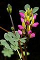 Harlequin lupine