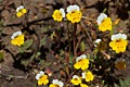 Yellow And White Monkeyflower