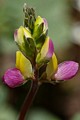 Harlequin lupine