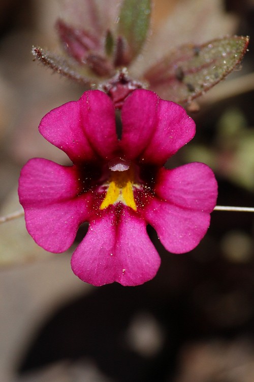 Lewis's Monkeyflower