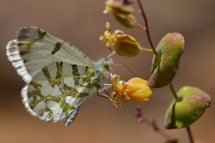 Marble Butterfly on Mountain Jewelflower