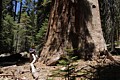 Giant Sequoia