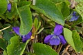 Western Dog Violet