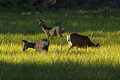 Mule Deer