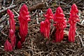 Snow plant