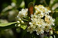 Tree flowers