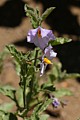 Purple Nightshade