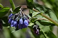 Streamside Bluebells