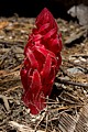 Snow plant