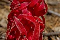 Snow plant