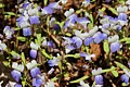 Blue-eyed mary