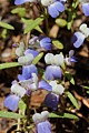 Blue-eyed mary