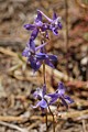 Larkspur