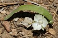 Mariposa Lily