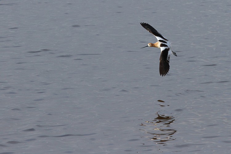 American Avocet