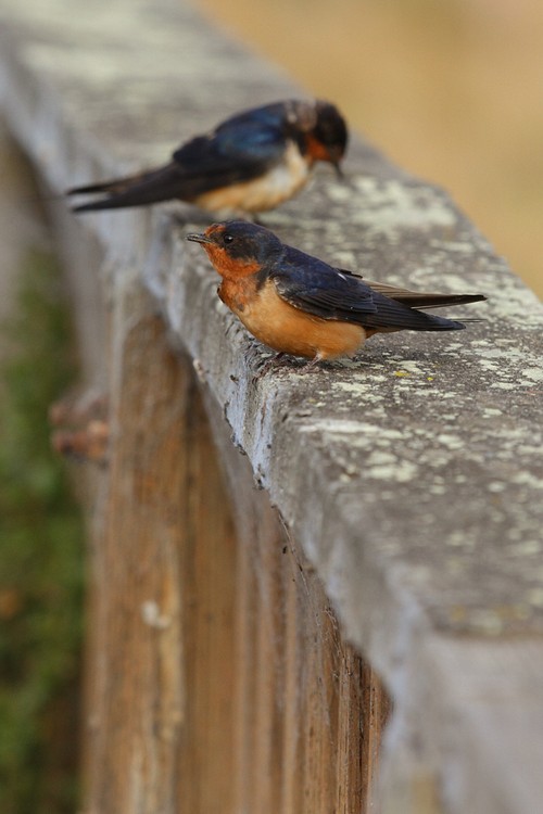 Barn Swallows