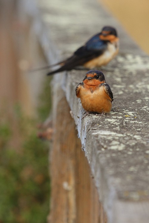 Barn Swallows