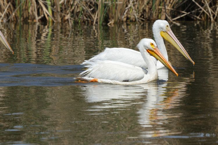 American White Pelicans