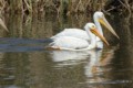 American White Pelicans