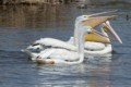 American White Pelicans