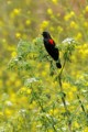 Redwing Blackird