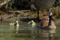 Canada Geese