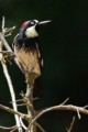 Acorn Woodpecker