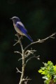 Western Bluebird - male