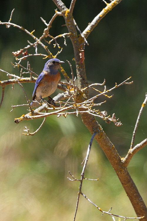 Western Bluebird - male