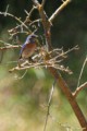 Western Bluebird - male